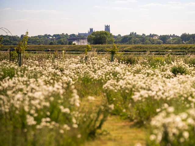 Grass path through white wildflower meadow leading toward distant Ely Cathedral under blue sky