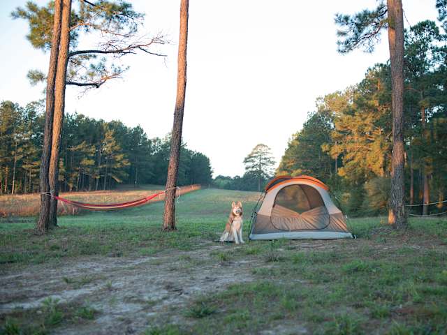 Dog sitting beside a tent in an open field at golden hour with a red hammock strung between pines