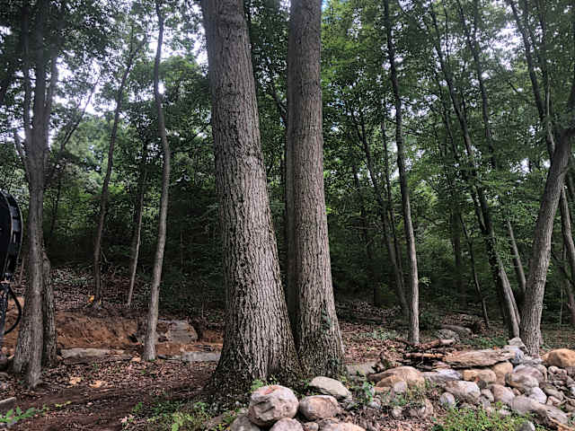 Two large tree trunks rising from a stone-lined forest clearing with dappled light