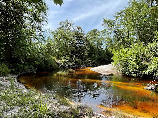 Blackwater river with amber tannin water and white sand banks framed by green tree canopy under blue sky