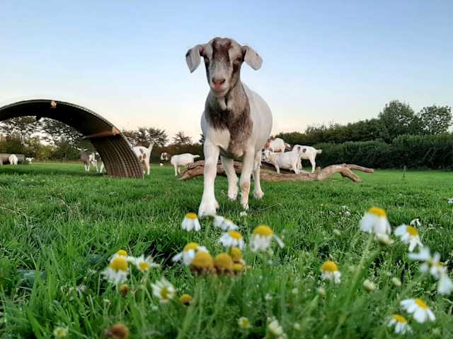 Goat standing among daisies with more goats and hedgerow in background at dusk