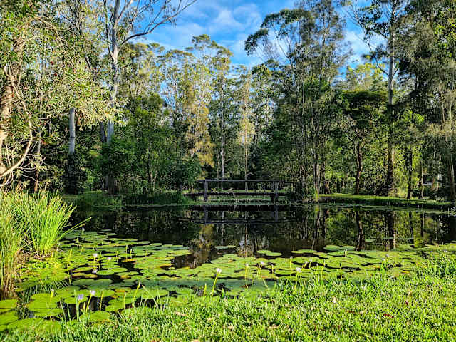 Pond with lily pads reflecting trees and a wooden footbridge under blue sky