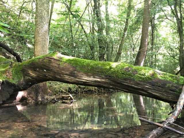 Large moss-covered fallen tree spans a still creek in dappled forest light
