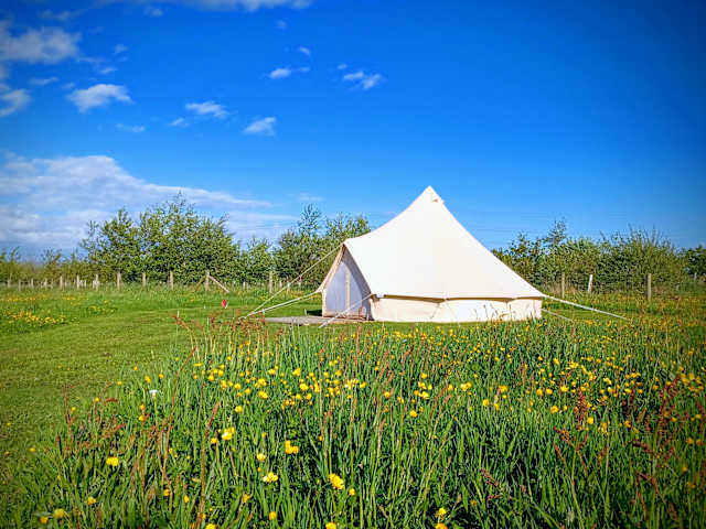 White bell tent in a green field bordered by yellow buttercups under a blue sky with clouds