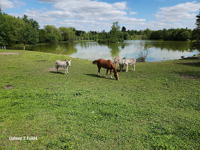 Horse and donkeys grazing on green grass beside a calm lake under blue sky with clouds