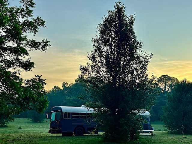 Two vintage buses parked beneath a tall tree at hazy golden dusk