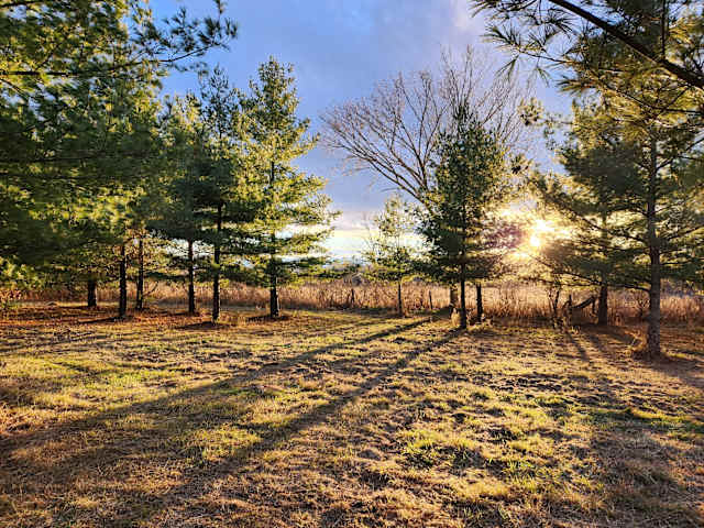 Sunlit pine grove with long shadows across golden grass at sunset