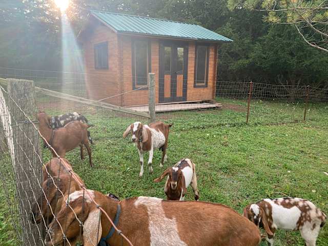Goats grazing in pasture at sunrise near a wooden cabin with green roof