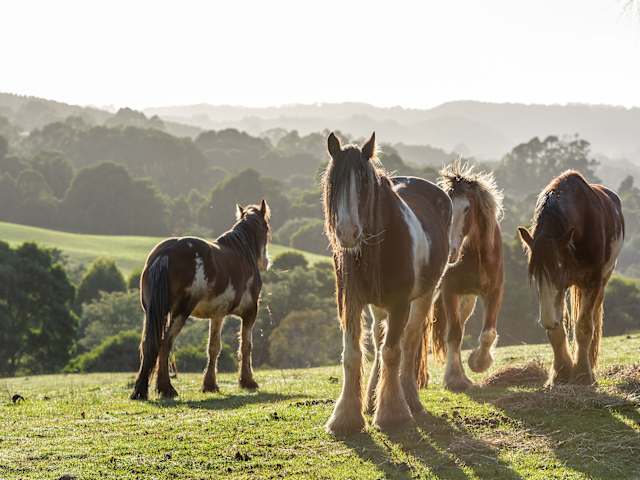 Four horses standing in misty golden light on hillside pasture with layered hills behind