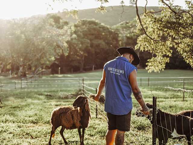 Man in blue shirt feeding two sheep at fence line, golden evening light, hills behind