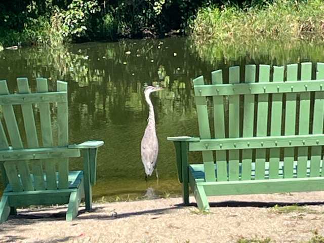 Great blue heron standing in a pond between two green Adirondack chairs, forest backdrop