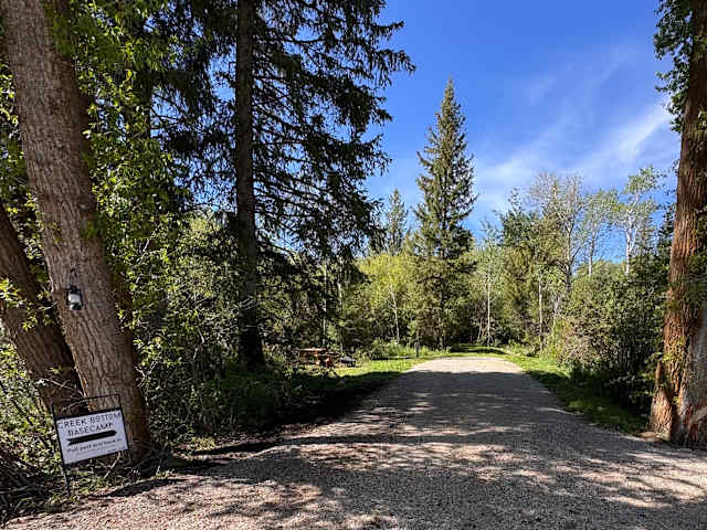 Gravel road flanked by tall pines leading into forested campground under blue sky