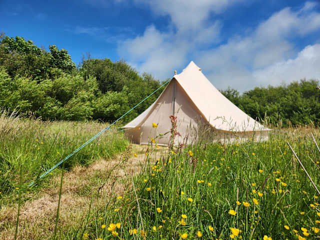 Cream bell tent pitched in a buttercup meadow with a guy rope leading to camera, blue sky and trees behind