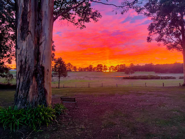 Vivid pink and orange sunset sky framed by silhouetted eucalyptus tree trunk and branches over grassy field