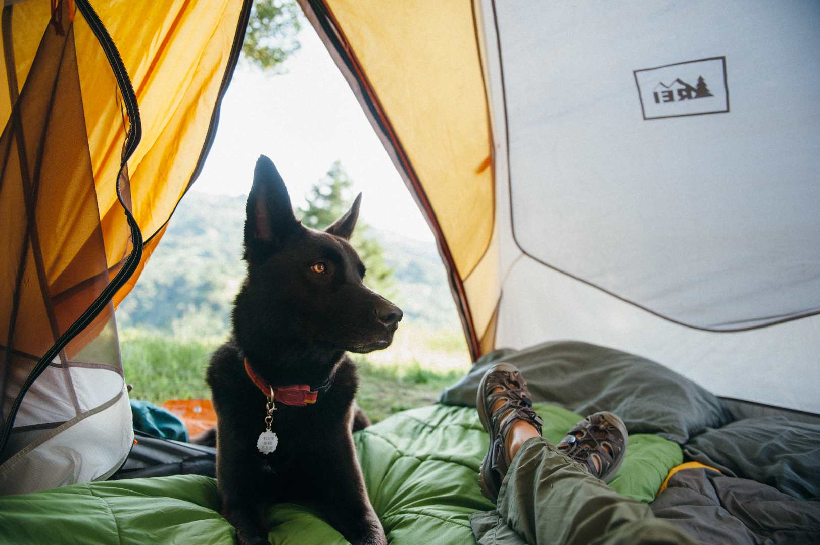 cold weather camping with dogs