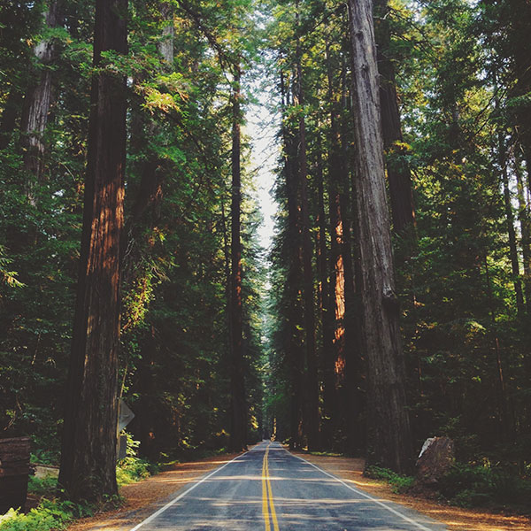 Redwood