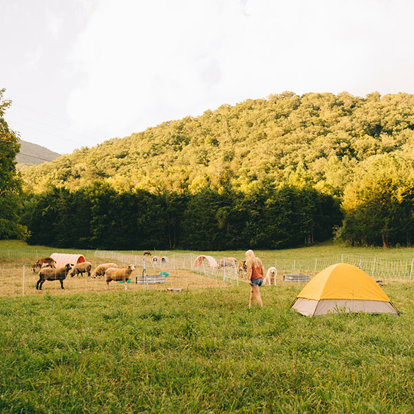 Shenandoah