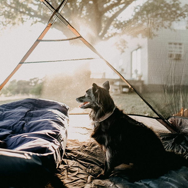 Pet friendly camping