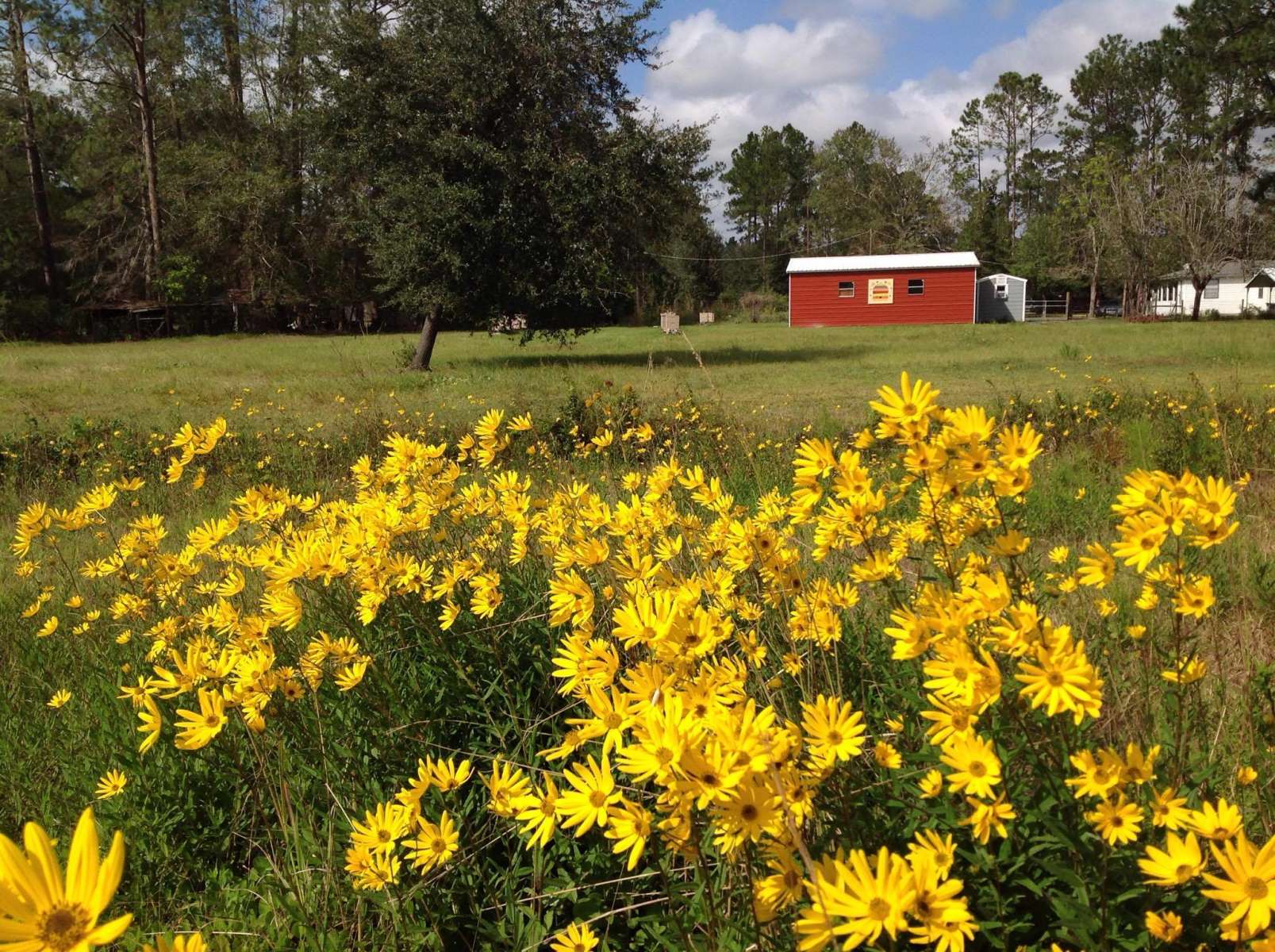 Bee Happy: How This Florida Farmer is Bringing People Closer to Their Food  | Hipcamp Journal