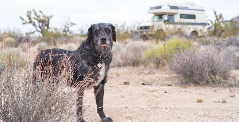 Best Camping In And Near Lake Havasu State Park