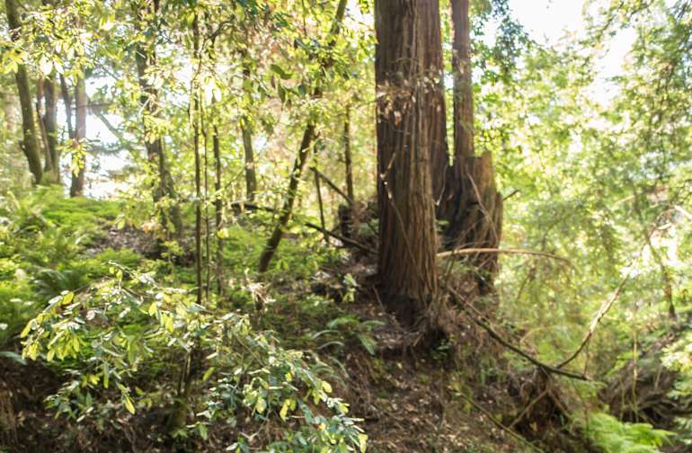 20 Best Campsites In And Near Big Basin Redwoods State Park