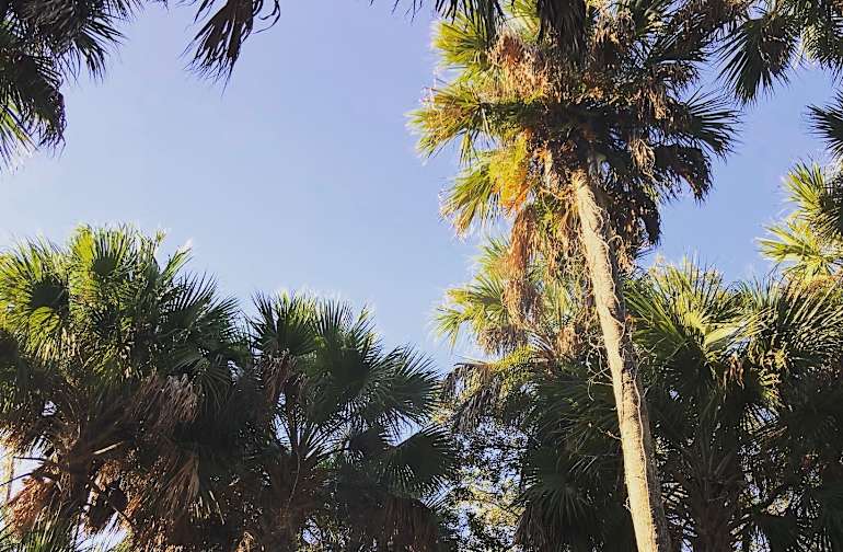 The 17 Best Campgrounds Near Lake Okeechobee Florida