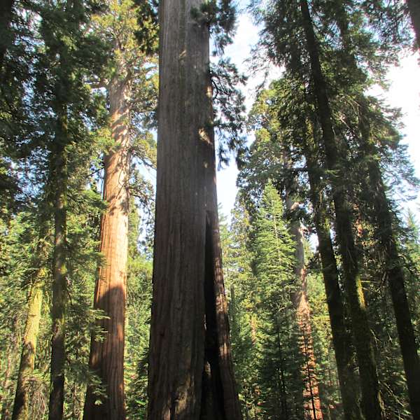 Dinkey Creek Campground Sierra Ca 8 Hipcamper Reviews And 16 Photos