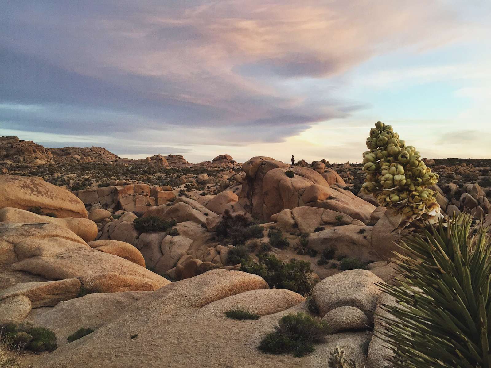 Jumbo Rocks Campground Joshua Tree Ca 56 Hipcamper Reviews And