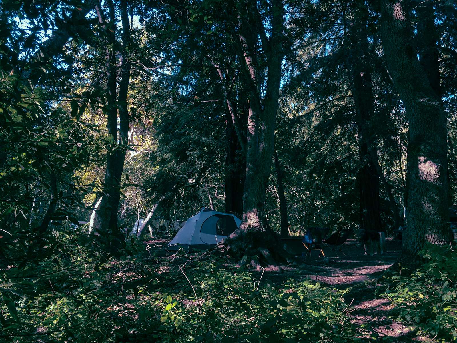Pfeiffer Big Sur Campground Pfeiffer Big Sur Ca 60 Hipcamper