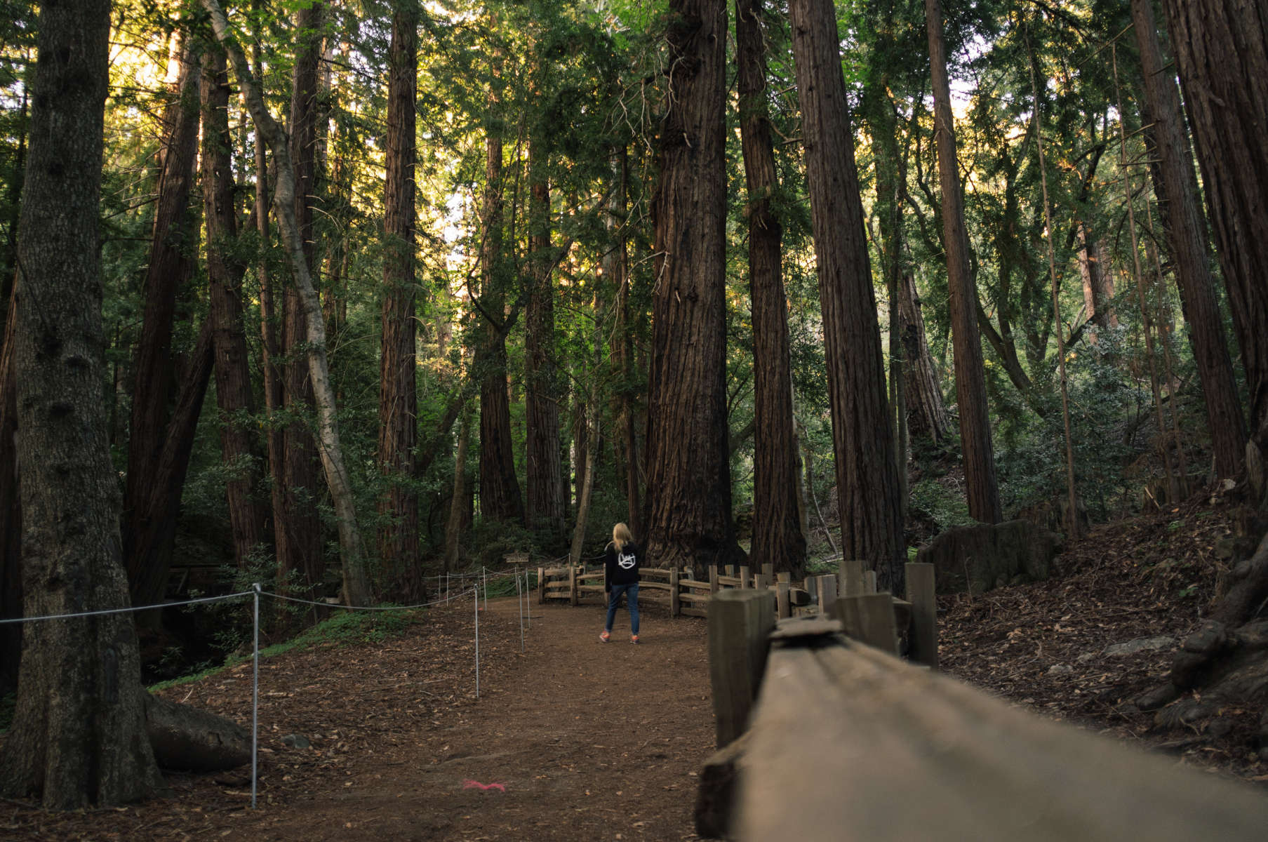 Pfeiffer Big Sur Campground Pfeiffer Big Sur Ca 60 Hipcamper