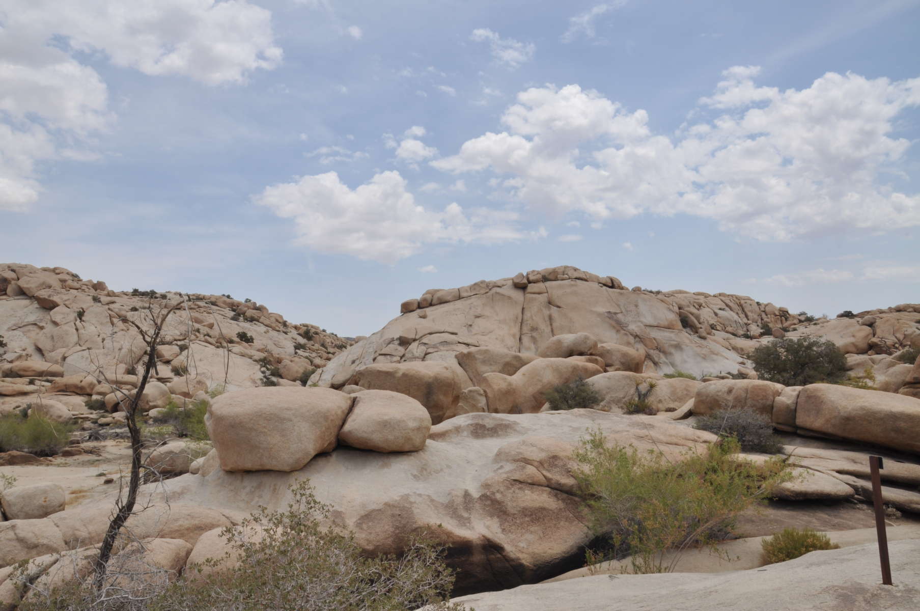 Black Rock Campground Joshua Tree Tourism Company And Tourism