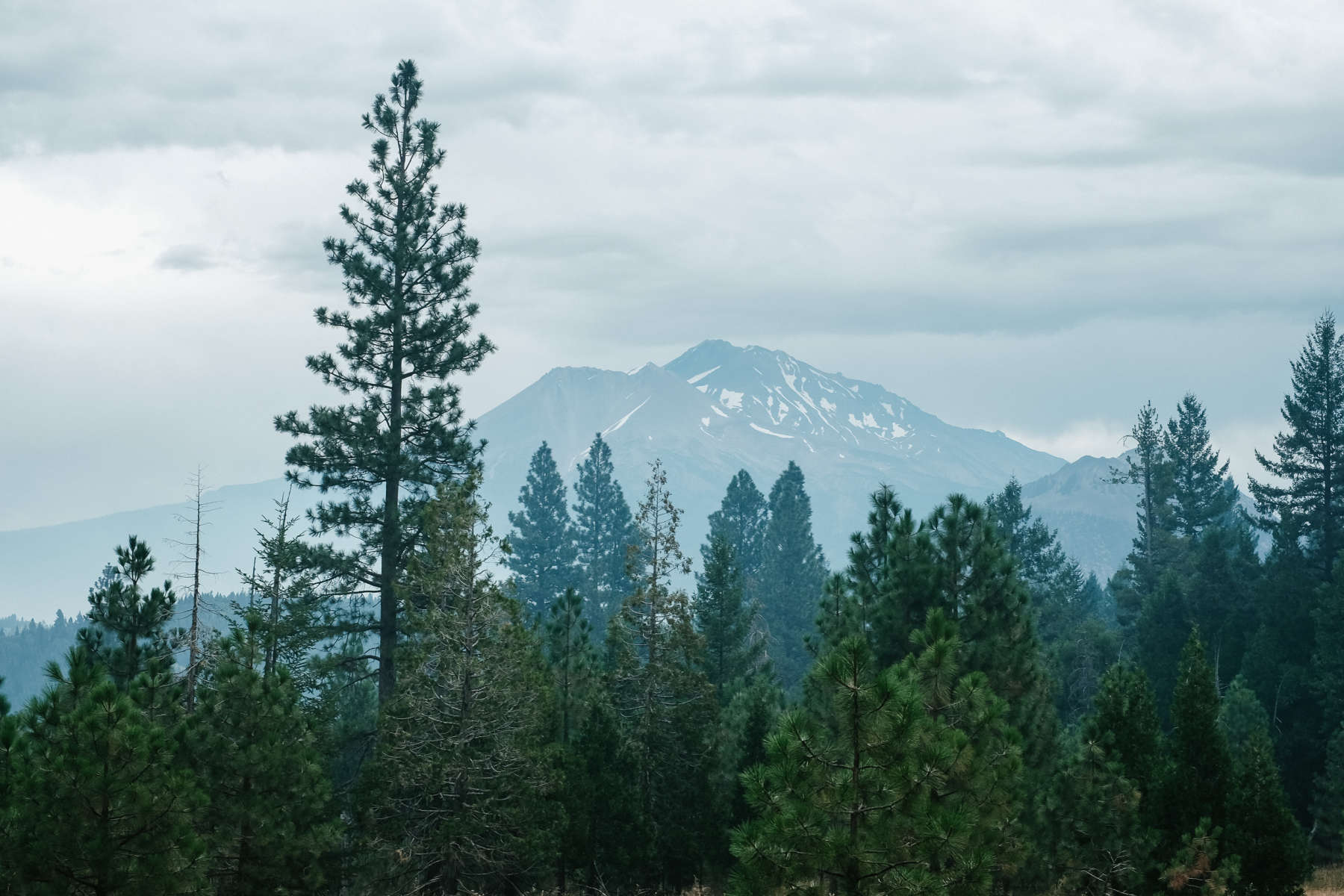 Shasta View Meadow