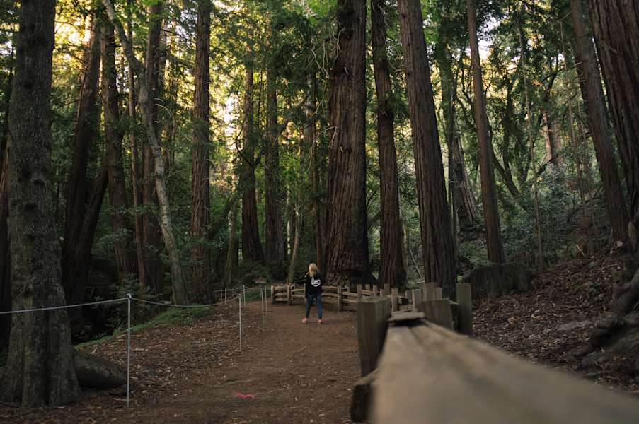 Pfeiffer Big Sur Campground Pfeiffer Big Sur Ca 60 Hipcamper