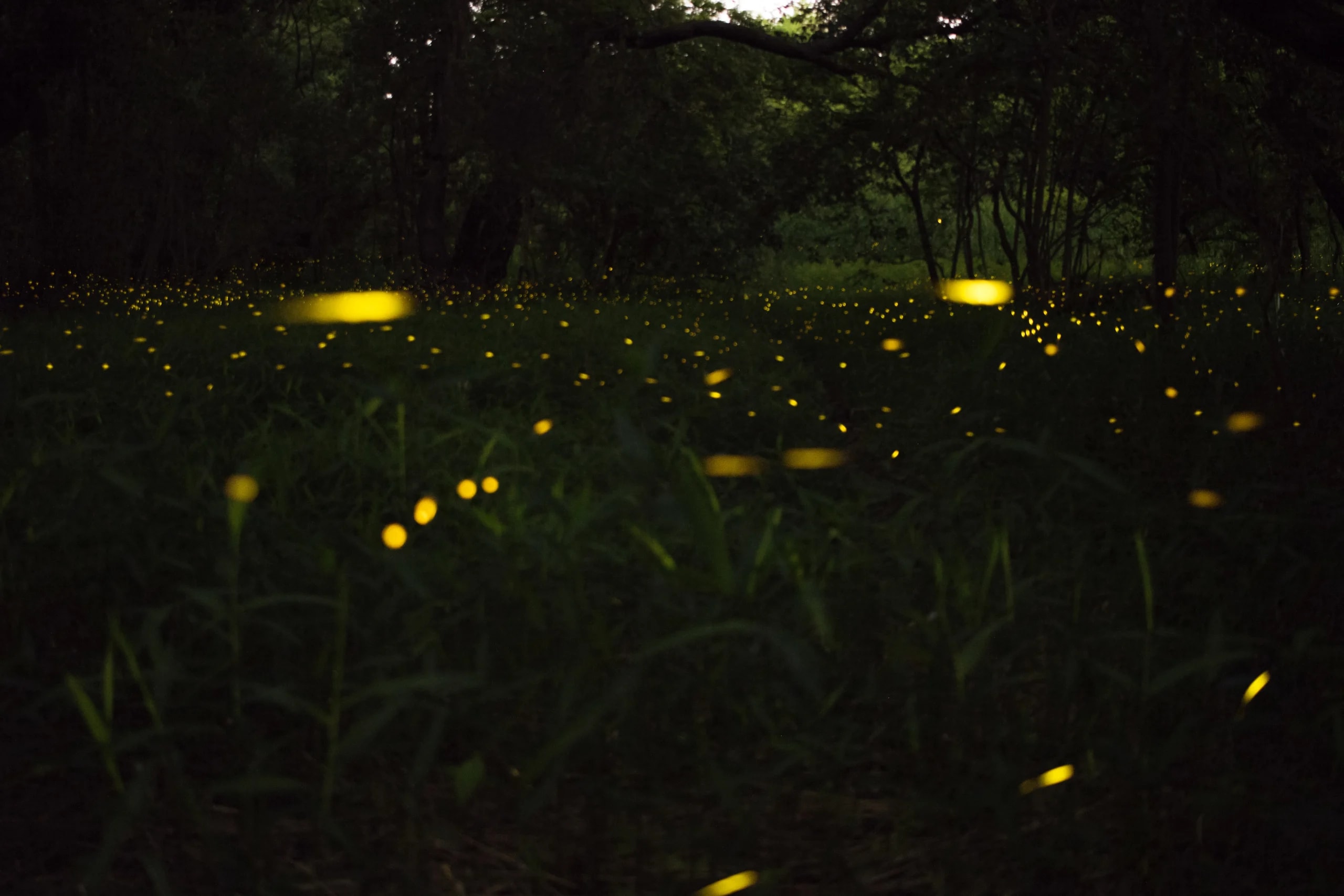 Blue Ghost Fireflies, Categories