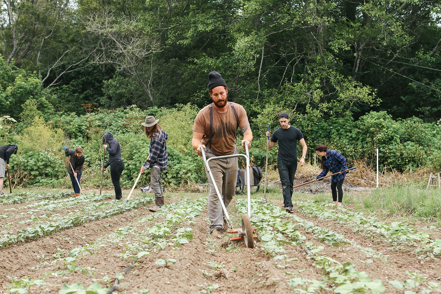 Organic farm in Point Arena.