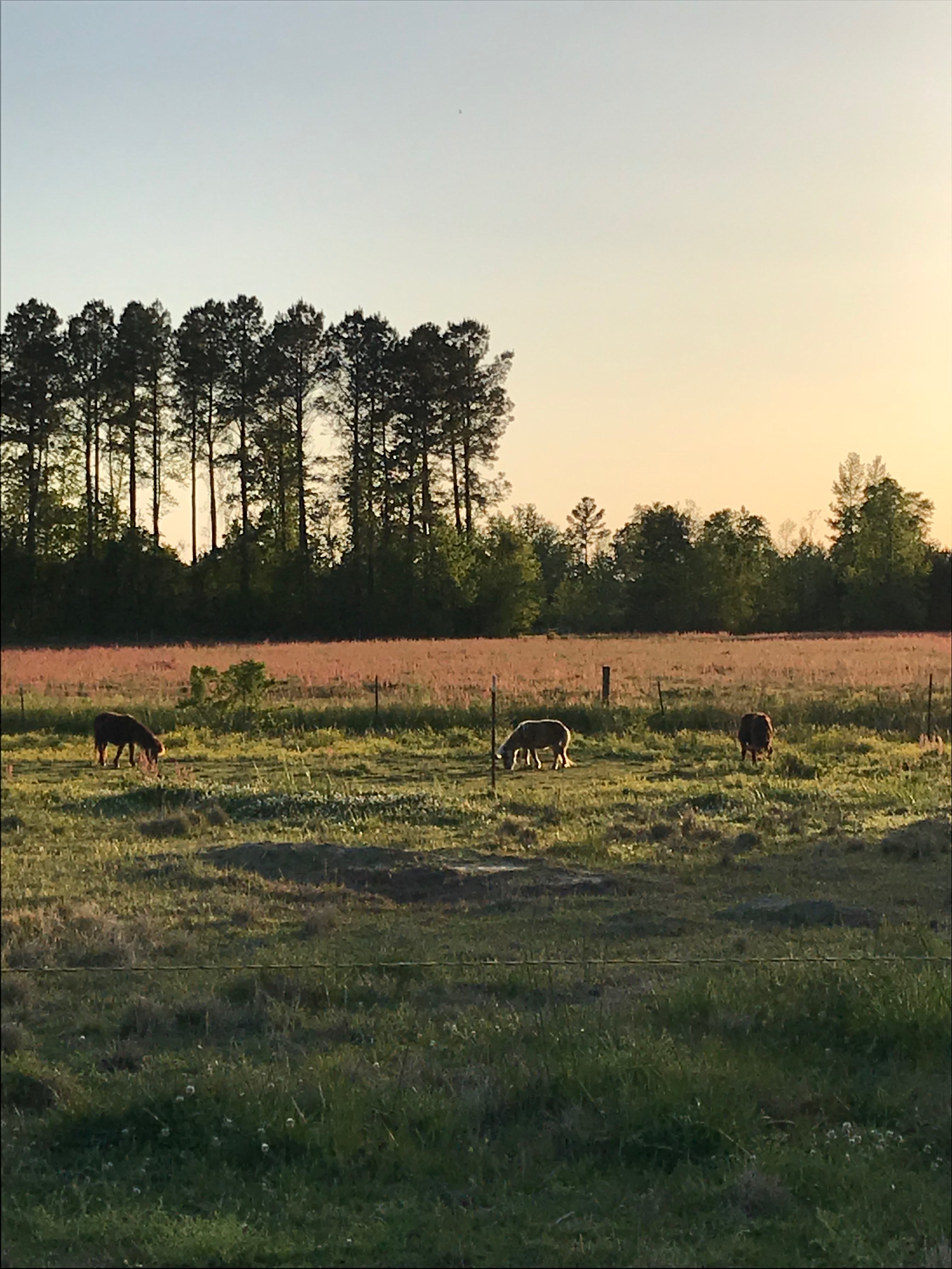 Farm near New Bern and the Crystal Coast.