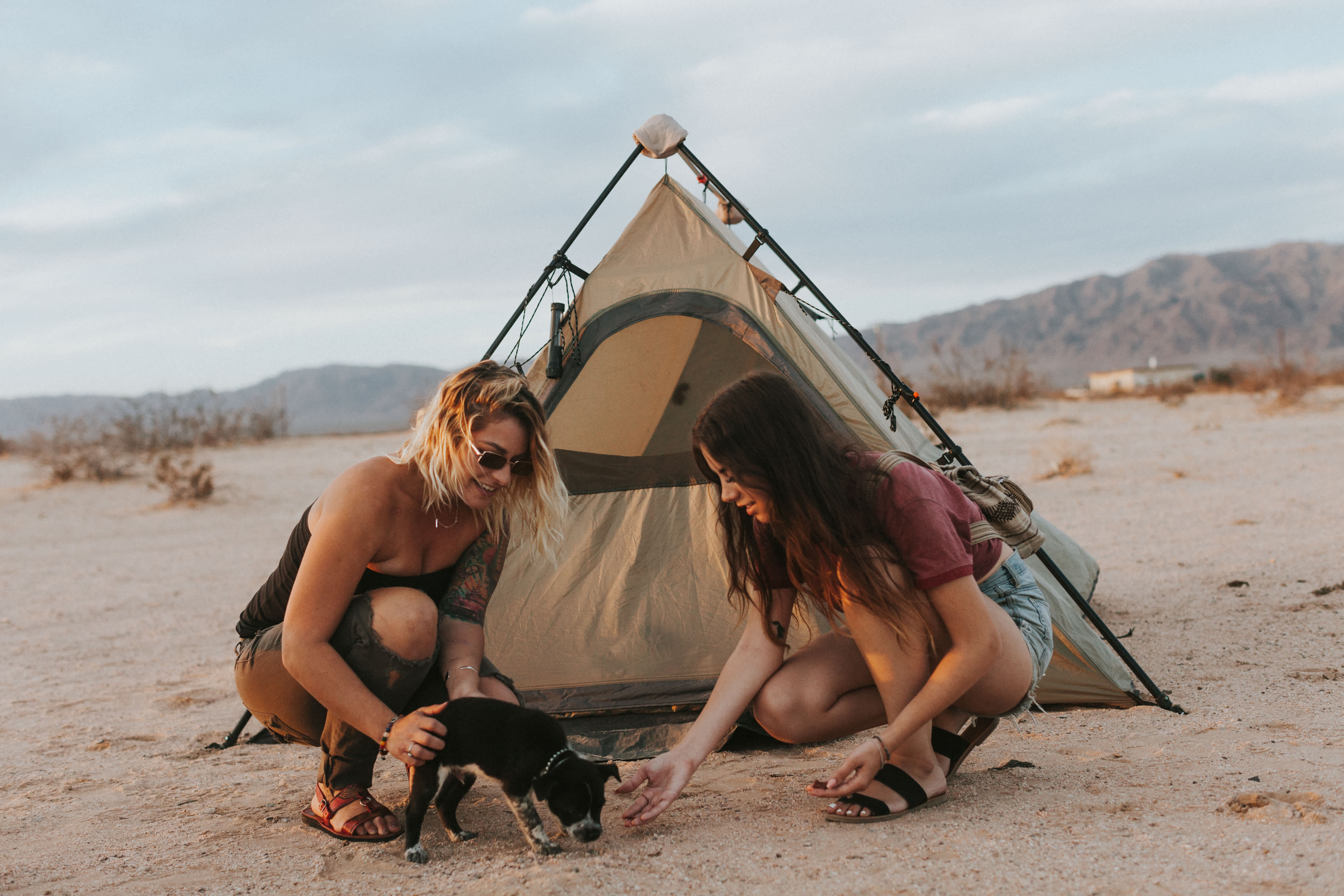 Are There Snakes at Joshua Tree? - Hipcamp Journal