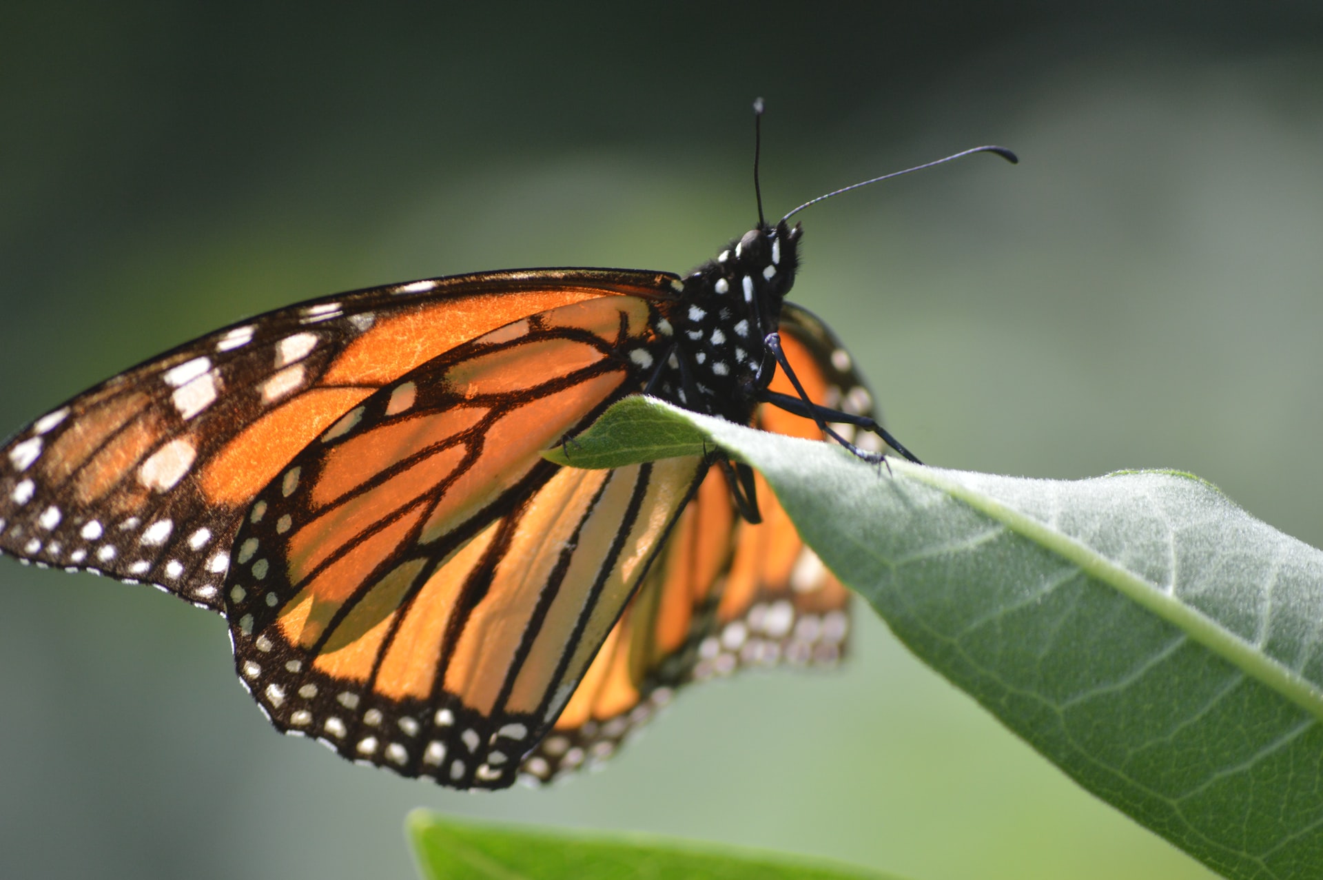 Monarch butterfly on milkweed leaf