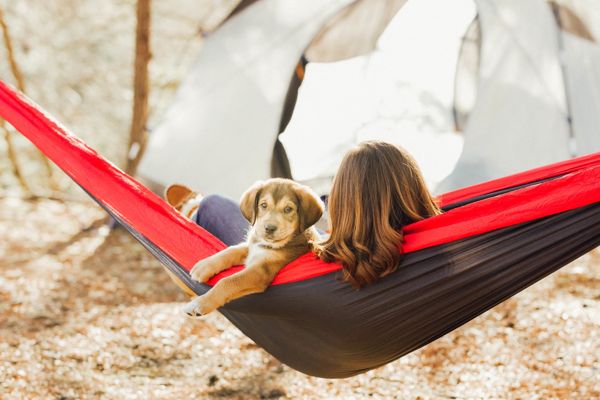 Take Your Pet Camping!