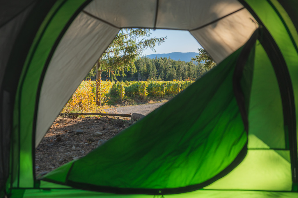 A tent camping site with vineyard views