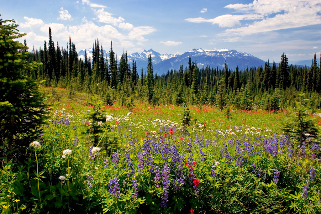 Wildflowers on Meadows in the Sky Parkway