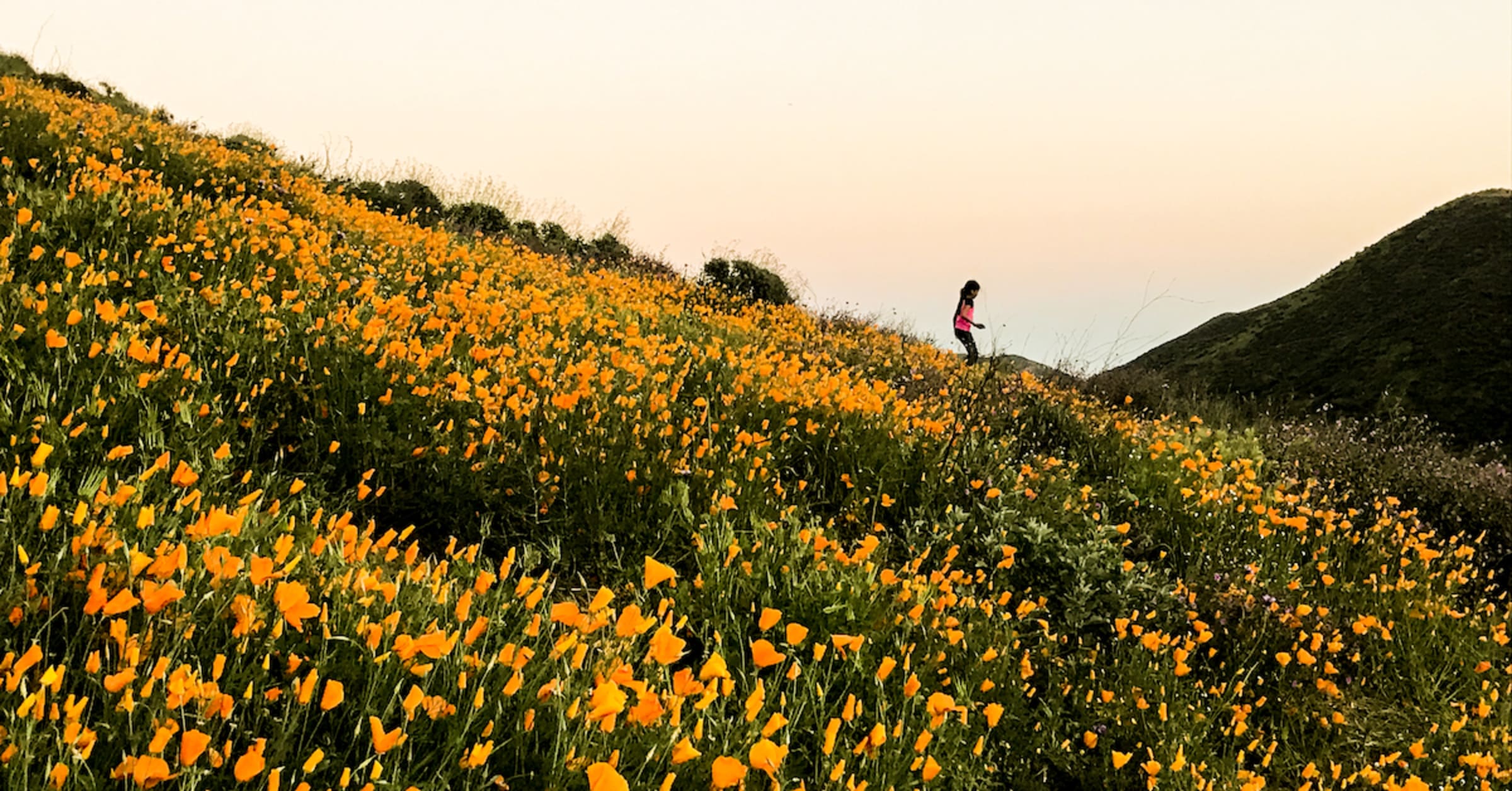 The Best Photos from the 2017 Superbloom
