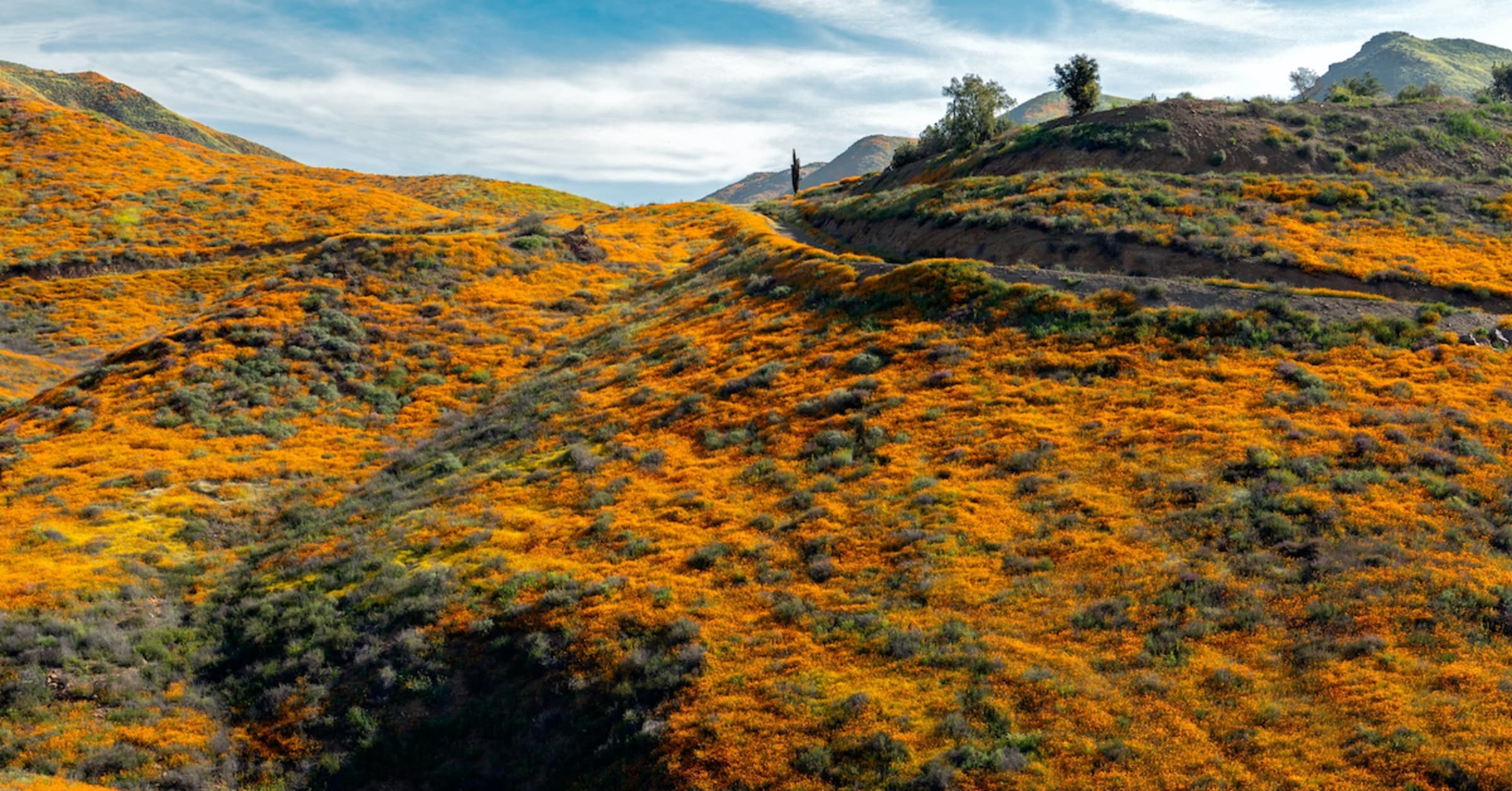 A Guide to the 2024 California Superbloom Hipcamp Journal