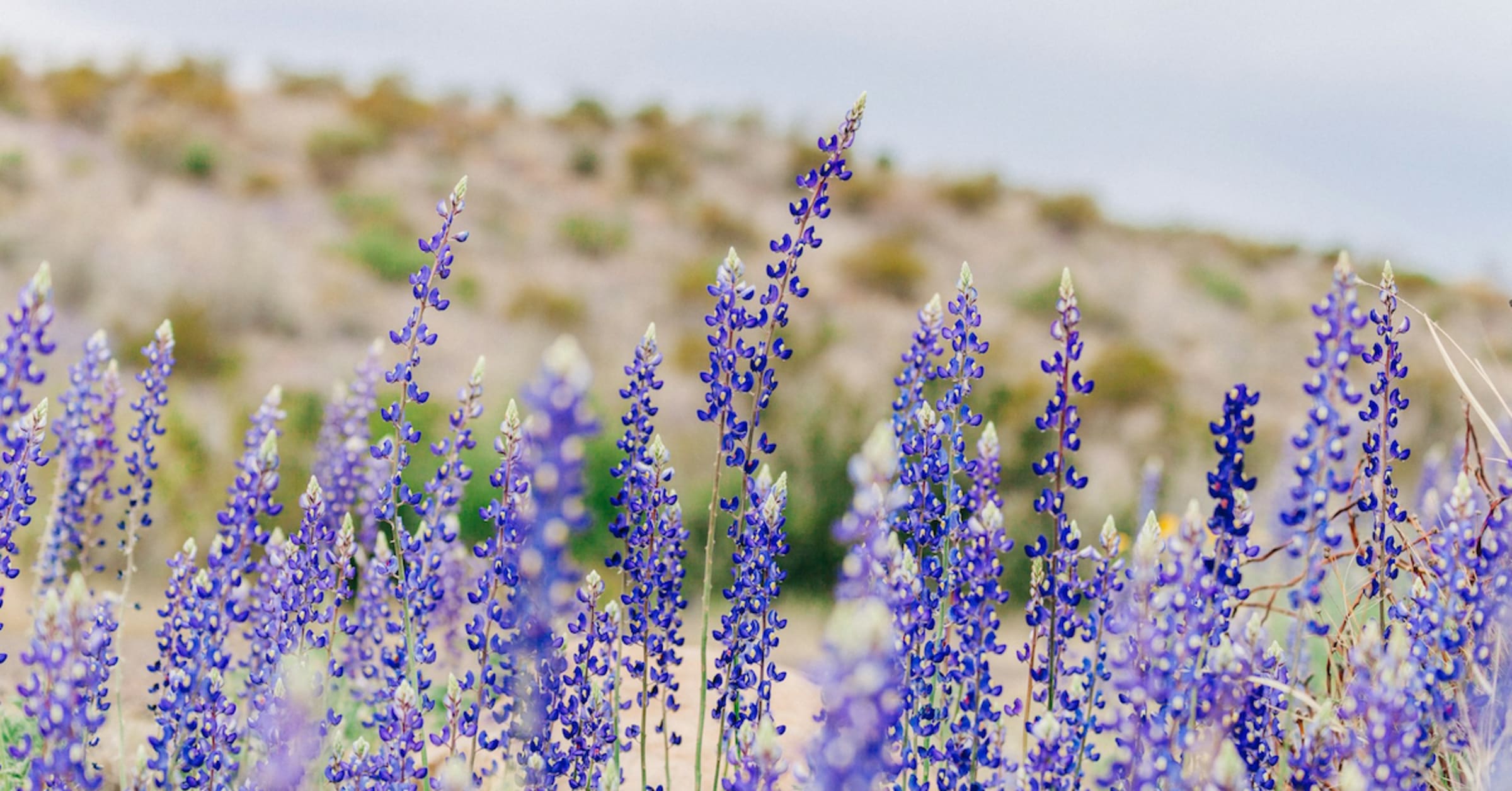 Where to See Bluebonnet Fields in Texas This Spring