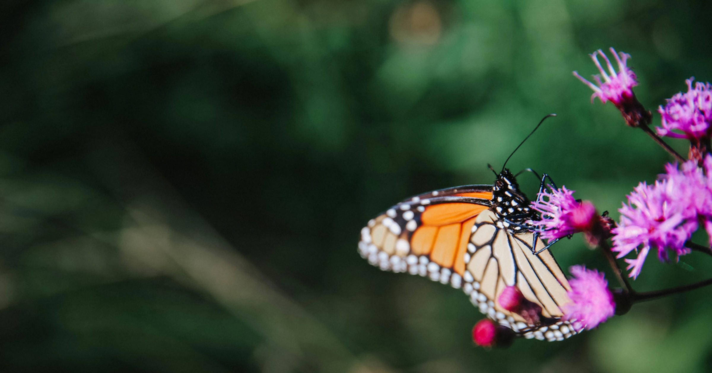 Project Monarch: The Monarch Butterfly’s Epic Migration