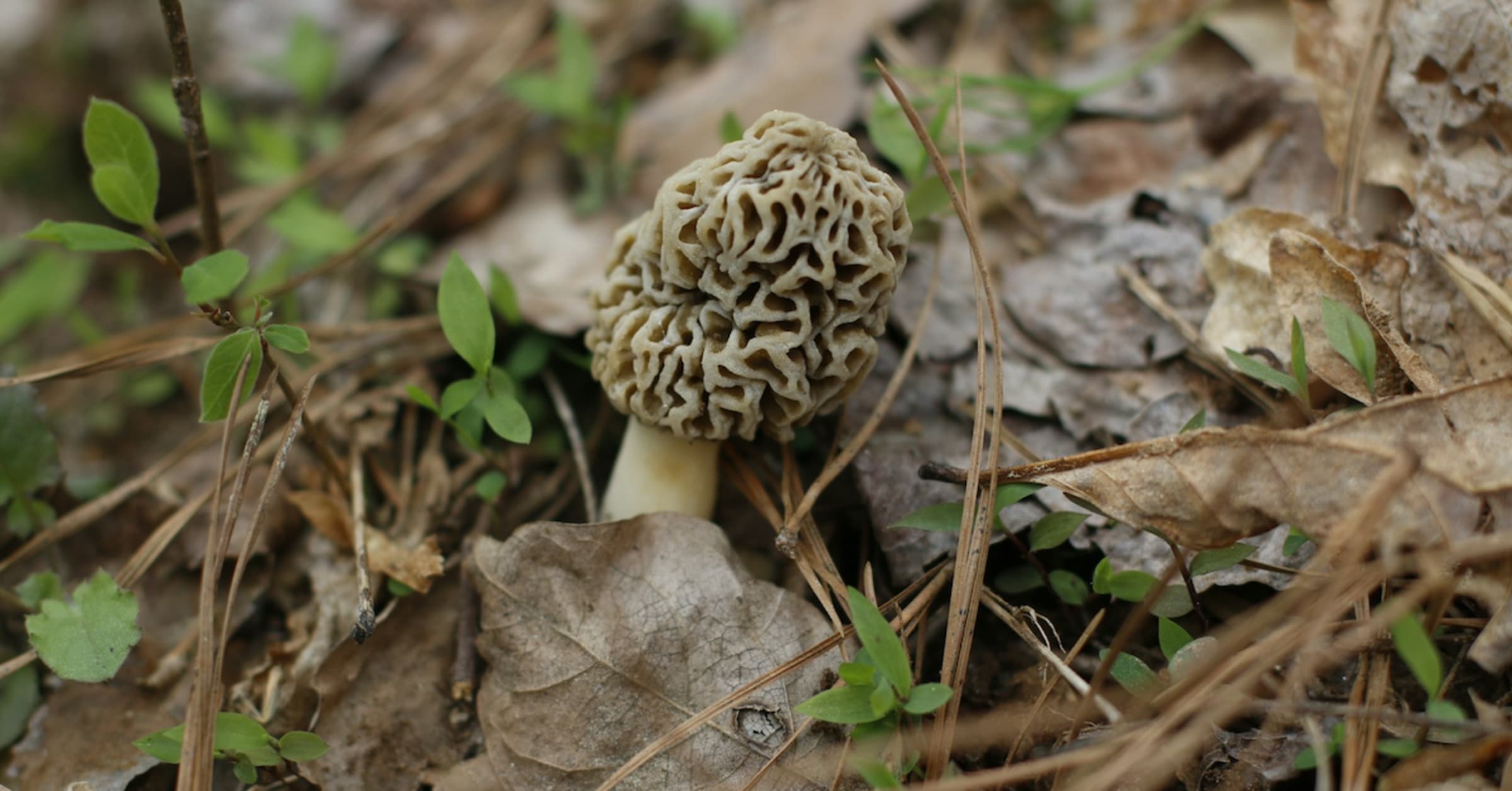 Morel Mushroom Hunting Season: The 2024 Camping Guide