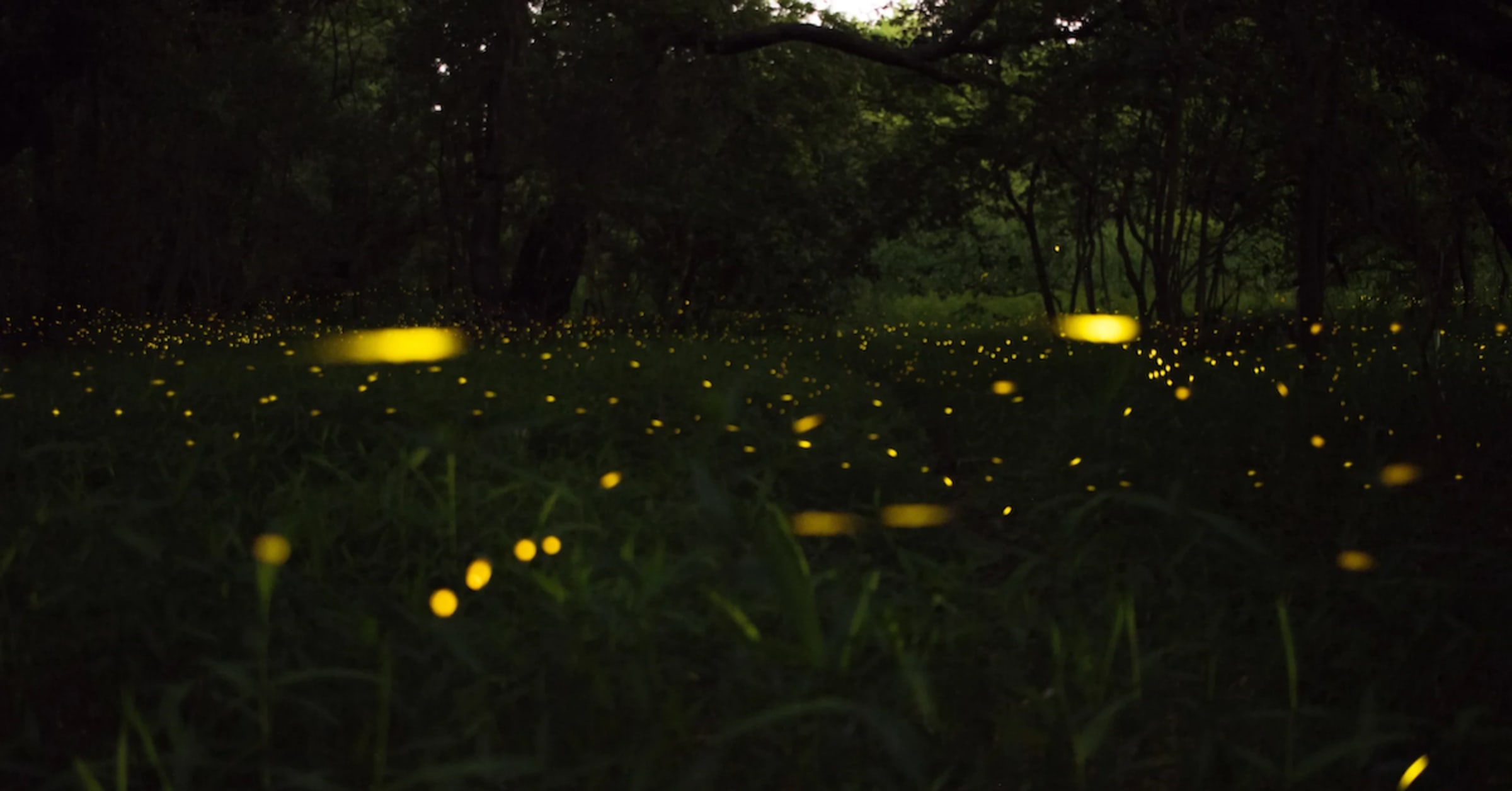 Synchronous Fireflies: Your Guide to the Great Smokies’ Annual Light Show in 2024