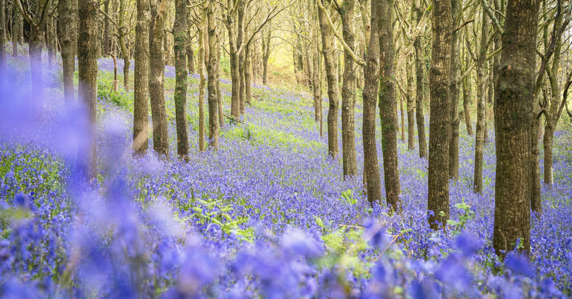 Bluebell woods in England