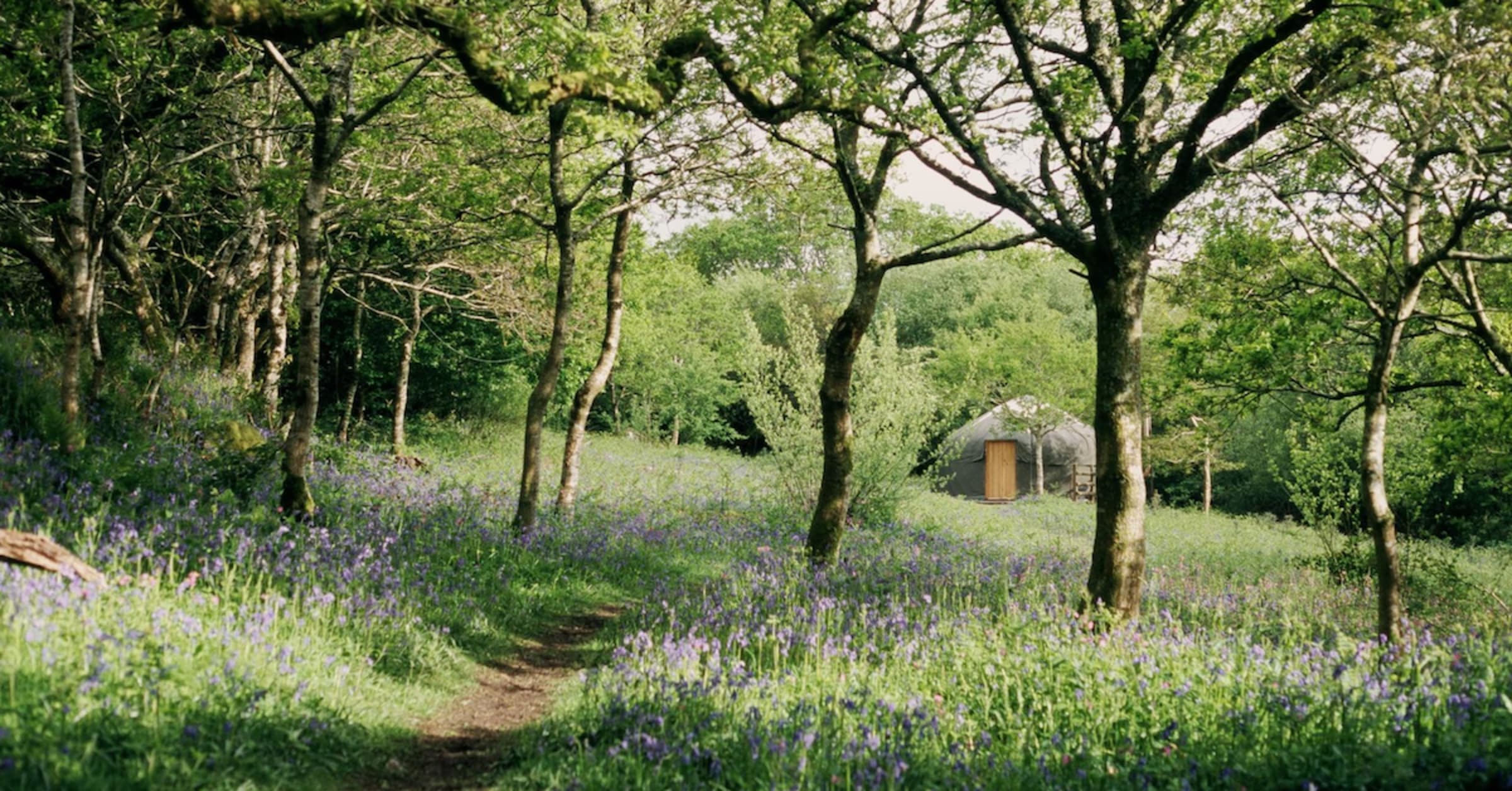 The Best Places to See Blooming Bluebells in the UK