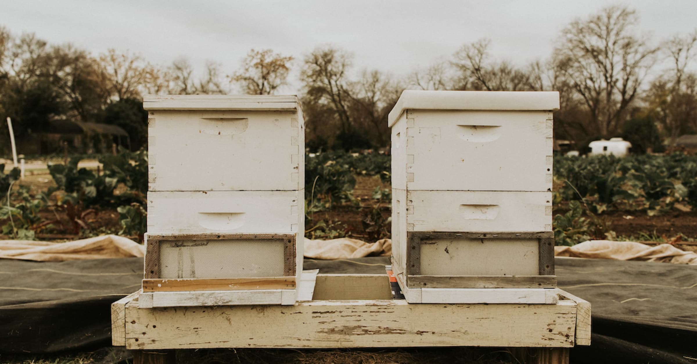 Bee Happy: How This Florida Farmer is Bringing People Closer to Their Food